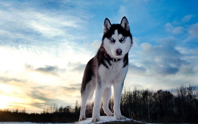 4668470-husky-dog-wallpapers.jpg