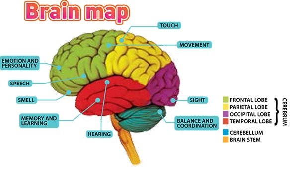 amazing-brain-3.jpg