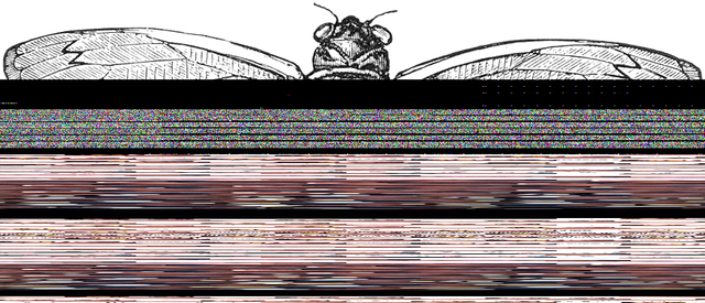 cic.jpg