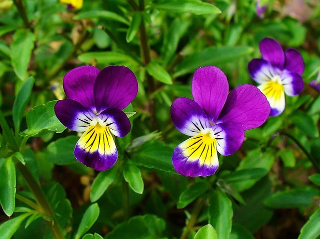 1200px-Viola_tricolor_002.JPG