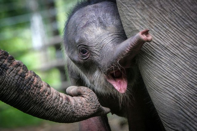 Baby Elephant.jpg