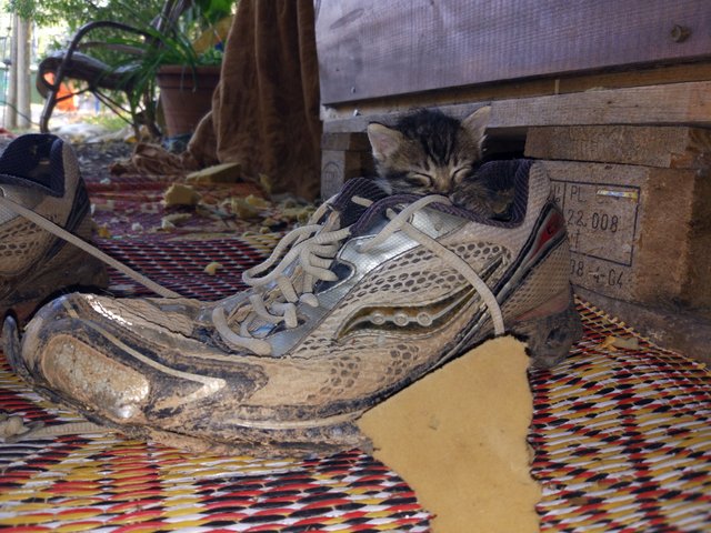 catinashoe.jpg