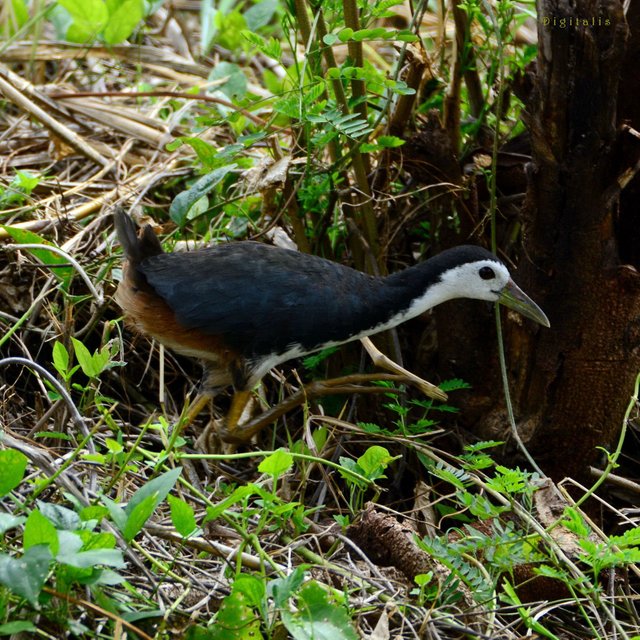 DSC_0433.JPG