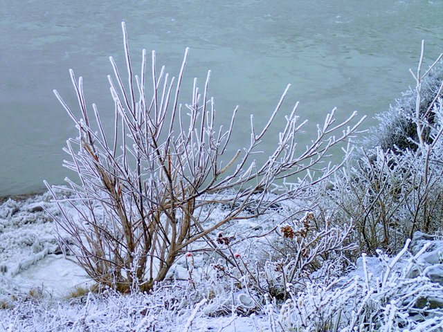 Frost-covered Plants.jpg