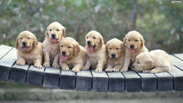 beautiful_dogs_wallpaper_acd59-1600x900.jpg