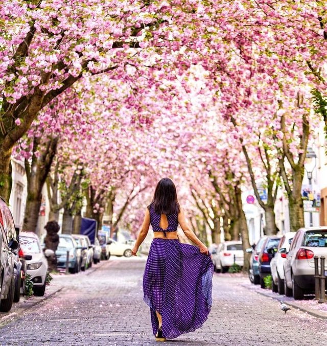 Cherry-Blossom-Avenue-Bonn-by-Neslihan.jpg