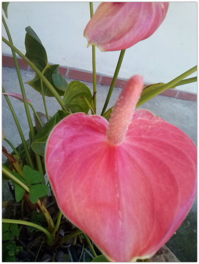アンスリウム 熱帯雨林の花 Steemit アンスリウム 熱帯雨林の花 Steemit
