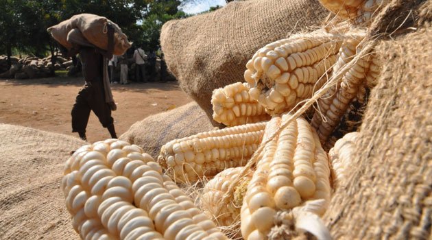 1._1_Maize_farming_and_production_in_Africa_3.jpg