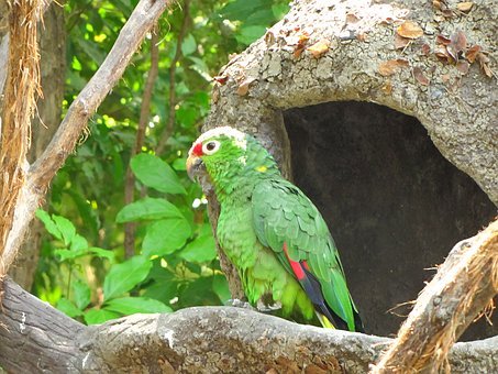 parrot-1577659__340.jpg