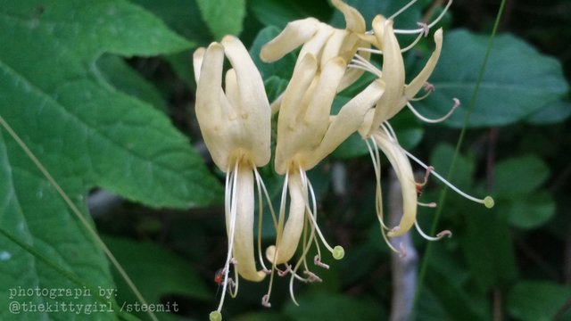 Honeysuckle-4.jpg