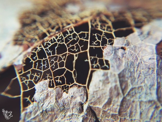 i-macro-13.jpg