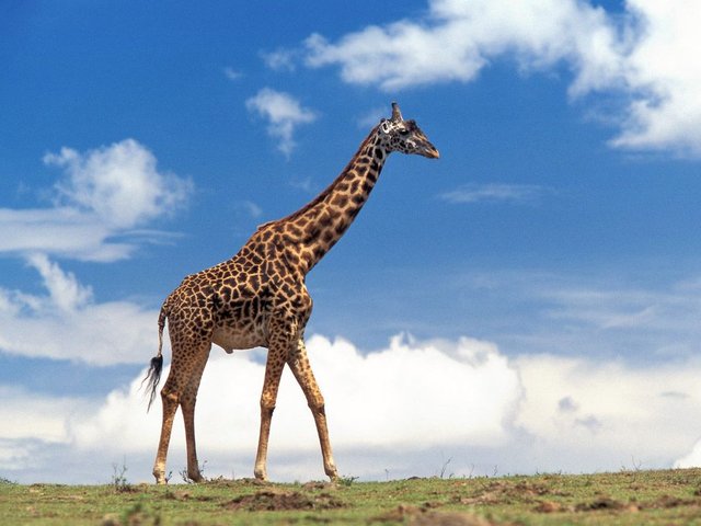 giraffe-08.jpg