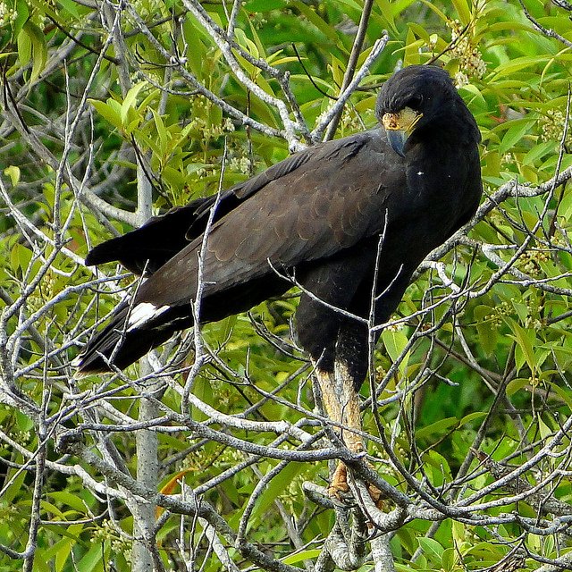 AGUILA NEGRA.jpg