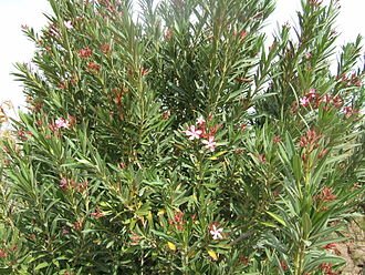 Nerium_oleander_Ouarzazate_wild2.jpg