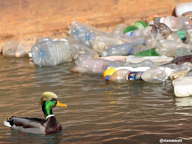 duck-plastic-bottle.jpg