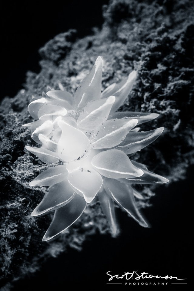 Alabaster Nudibranch-1.jpg