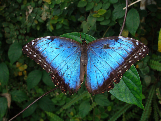 Borboleta-Azul.png