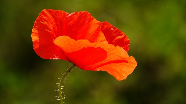 poppy-112328_960_720.jpg