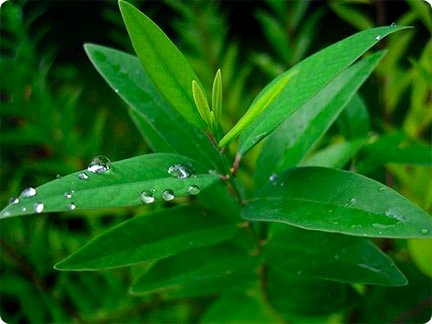 sandalwood-leaf.jpg