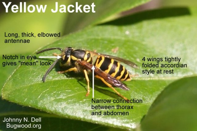 Yellow Jacket Chart.jpg