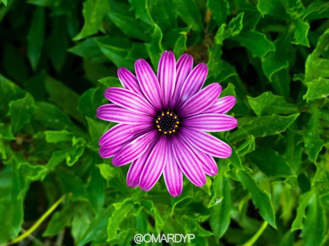 flower-may.jpg
