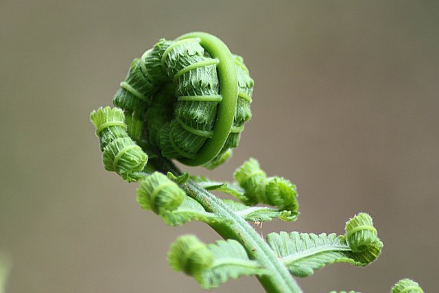 fern-178702.jpg
