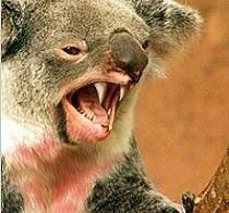 Drop Bear 2.jpg