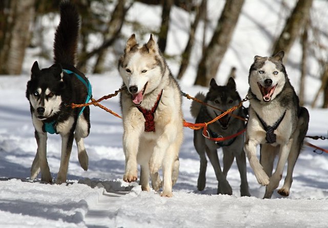 huskies-husky-blue-eye-dog-60050.jpg