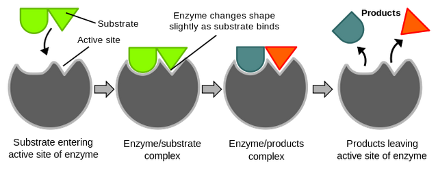 enzymes.png