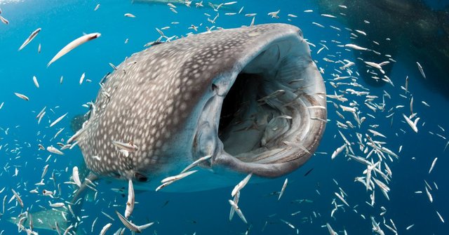 30TB-WHALESHARKS2-facebookJumbo.jpg