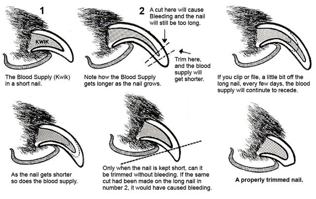 Nail-Trimming-Diagram.png