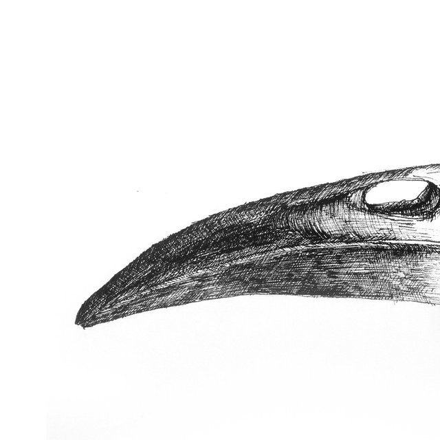 bird skull part 1.jpg
