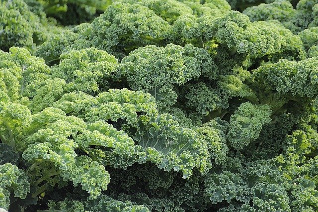 kale-438964_640.jpg