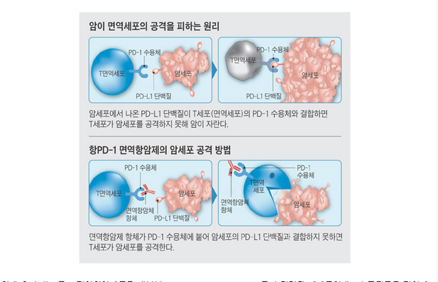 면역_관문억제제_기전.png