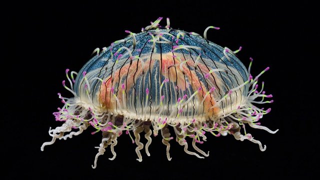 flower hat jellyfish.jpg