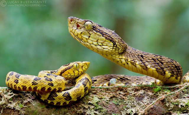 Bothropia punctatus.jpg