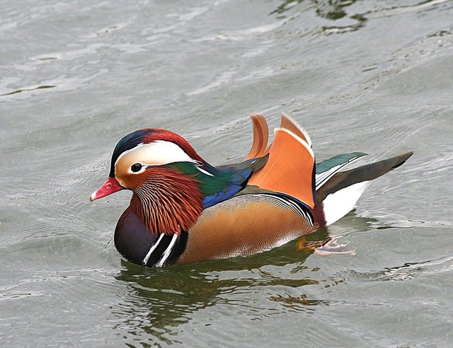 mandarin-duck-1823686_960_720.jpg