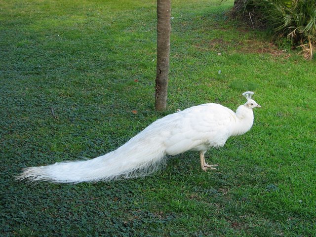 Beautiful_White_Pecock_in_Garden_Photo.jpg