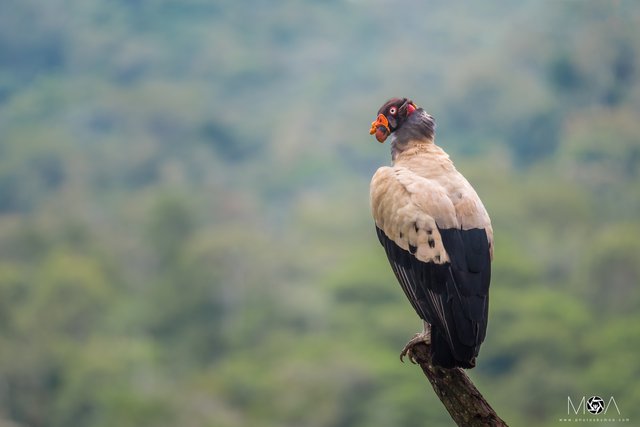 King Vulture.jpg