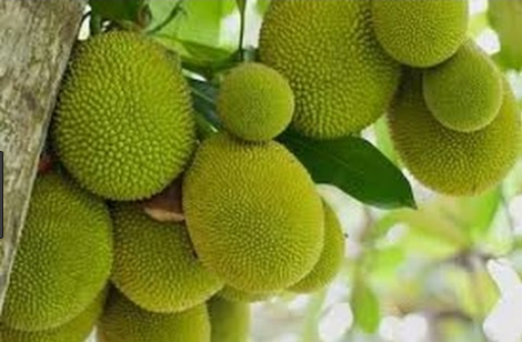 nutrient properties of jackfruit steemit nutrient properties of jackfruit steemit