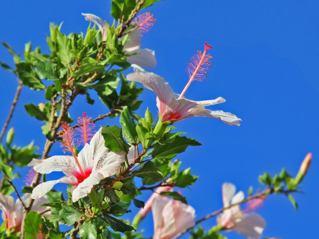 Flowers of israel - Hibiscus