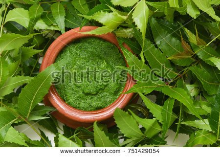 stock-photo-neem-leaves-used-as-ayurvedic-medicine-with-ground-paste-over-white-background-kerala-india-used-751429054.jpg
