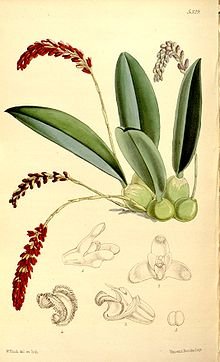 220px-Genyorchis_pumila_(as_Bulbophyllum_pavimentatum)_-_Curtis'_88_(Ser._3_no._18)_pl._5329_(1862).jpg