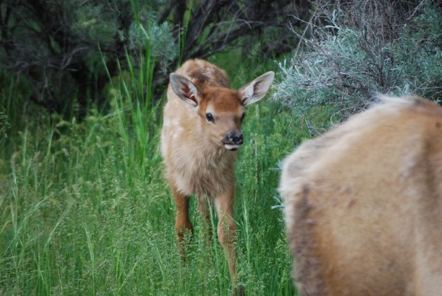 2008_Yellowstone_560.jpg