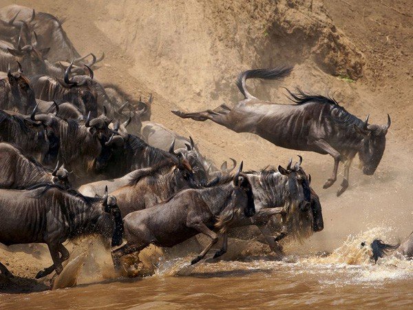 wildebeest1.jpg