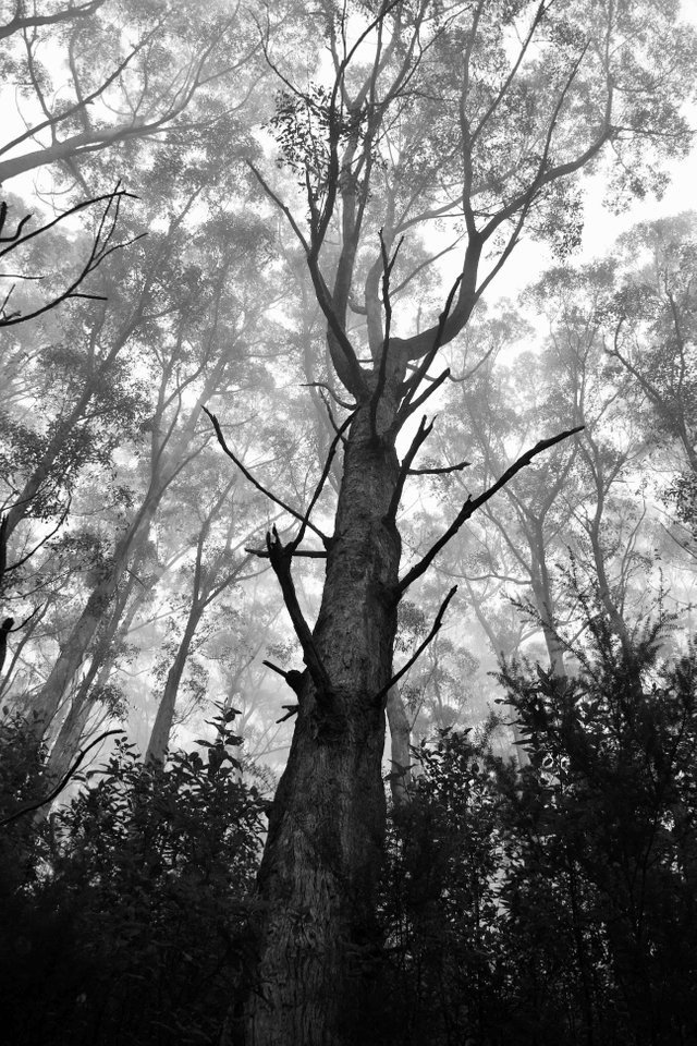 Tree 2.jpg