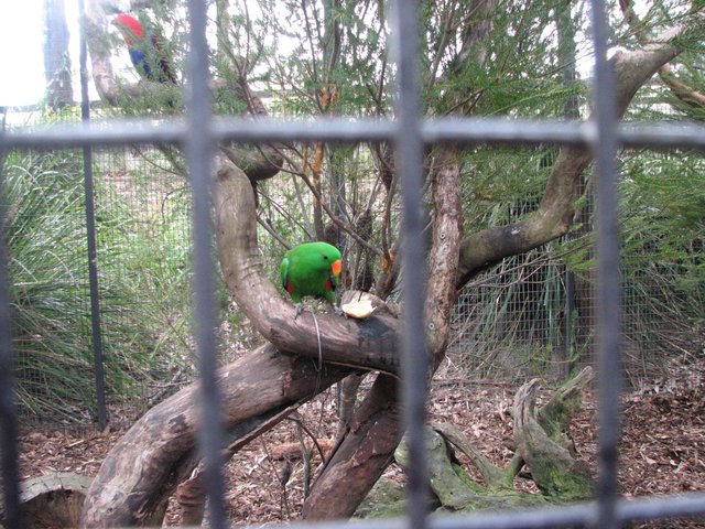 kingparrots1.JPG