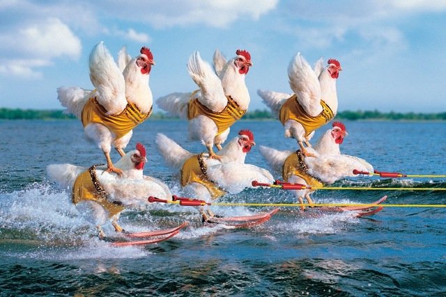 competition-chicken-sea-water-sport-Funny-poster-silk-fabric-cloth-print-wall-sticker-Wall-Decor-custom.jpg_640x640.jpg