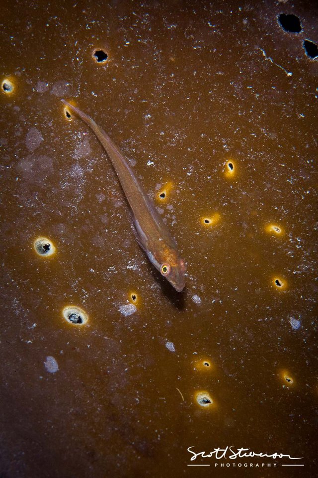 Kelp Clingfish-1.jpg