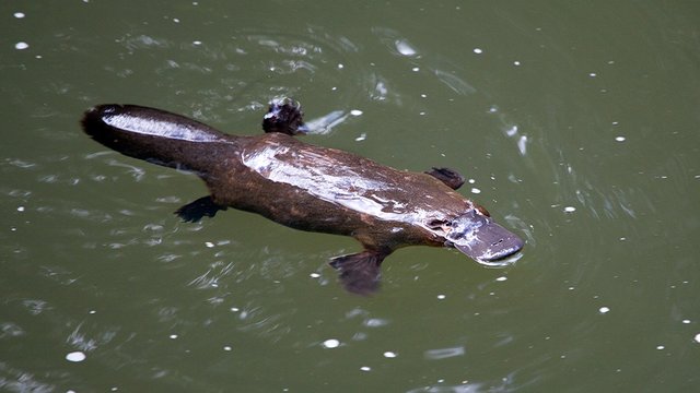 platypus_01.jpg